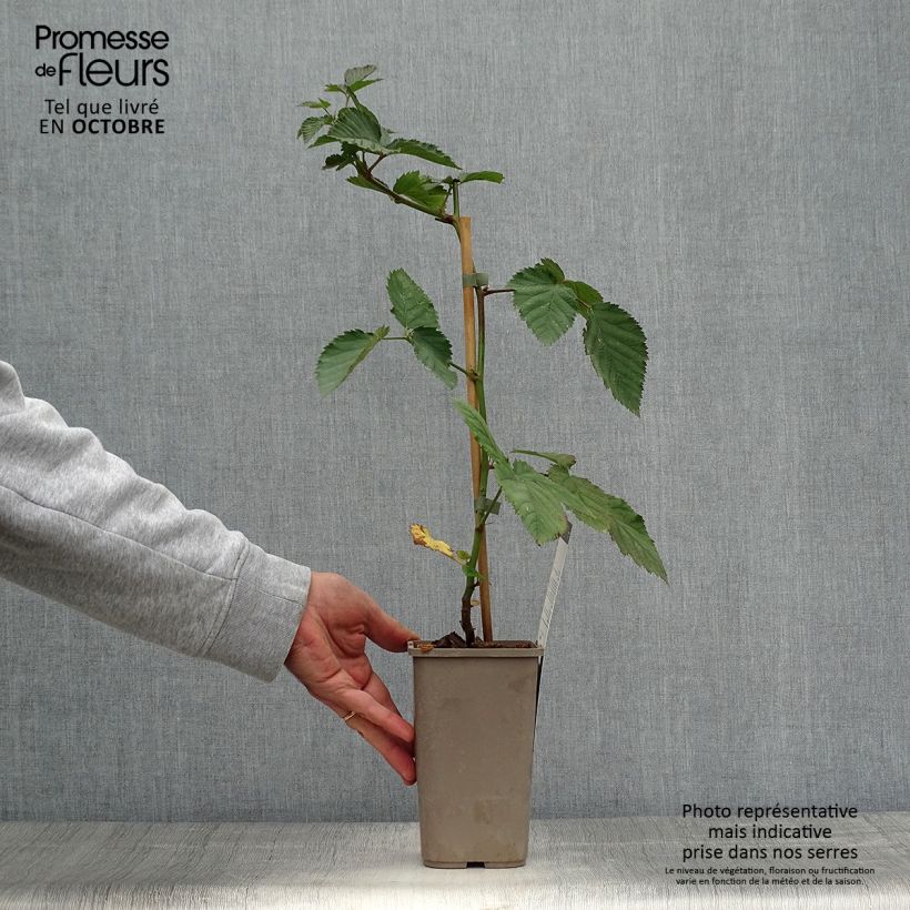 Exemplaar van Doornloze braam Navaho Pot van 1,5 l/2 l, Pol zoals geleverd in de herfst