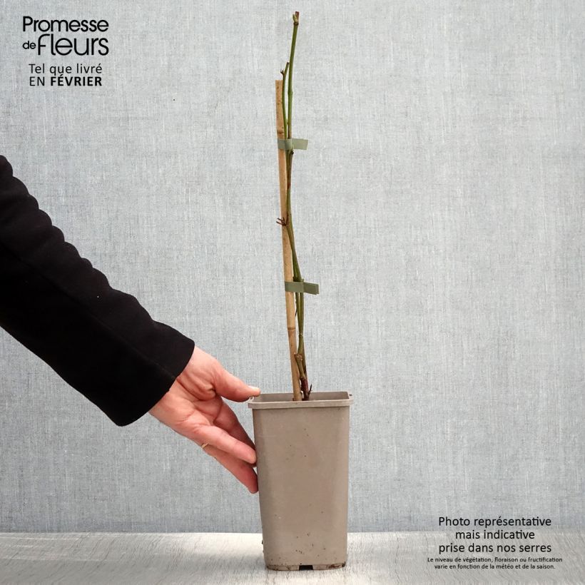 Exemplaar van Doornloze braam Navaho Summerlong Pot van 1,5 l/2 l, Pol zoals geleverd in de winter