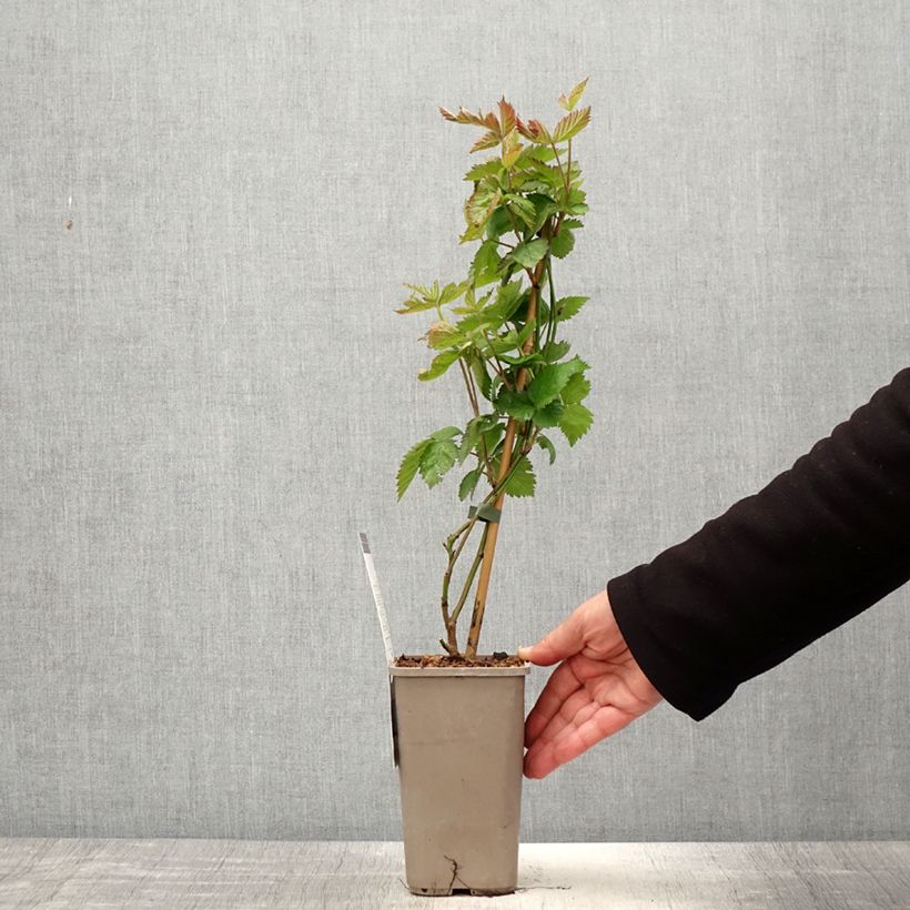 Exemplaar van Doornloze braam Navaho Summerlong Pot van 1,5 l/2 l, Pol zoals geleverd in de lente