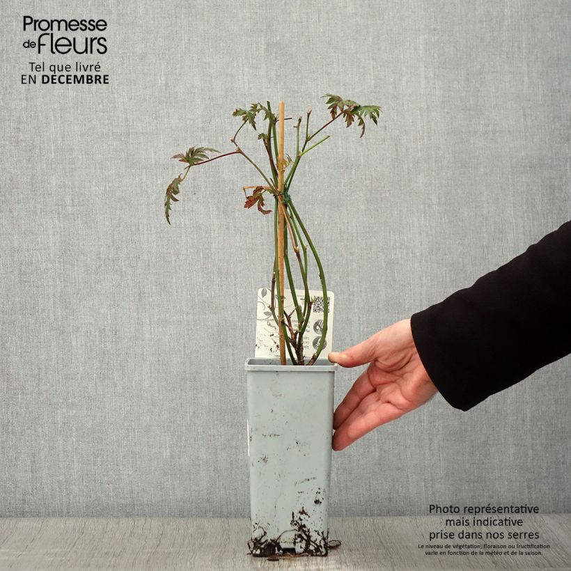 Exemplaar van Doornloze braam Oregon Thornless Pot van 1,5 l/2 l zoals geleverd in de herfst