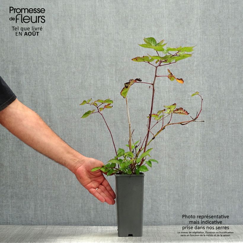 Exemplaar van Doornloze braam Oregon Thornless Pot van 1,5 l/2 l zoals geleverd in de zomer