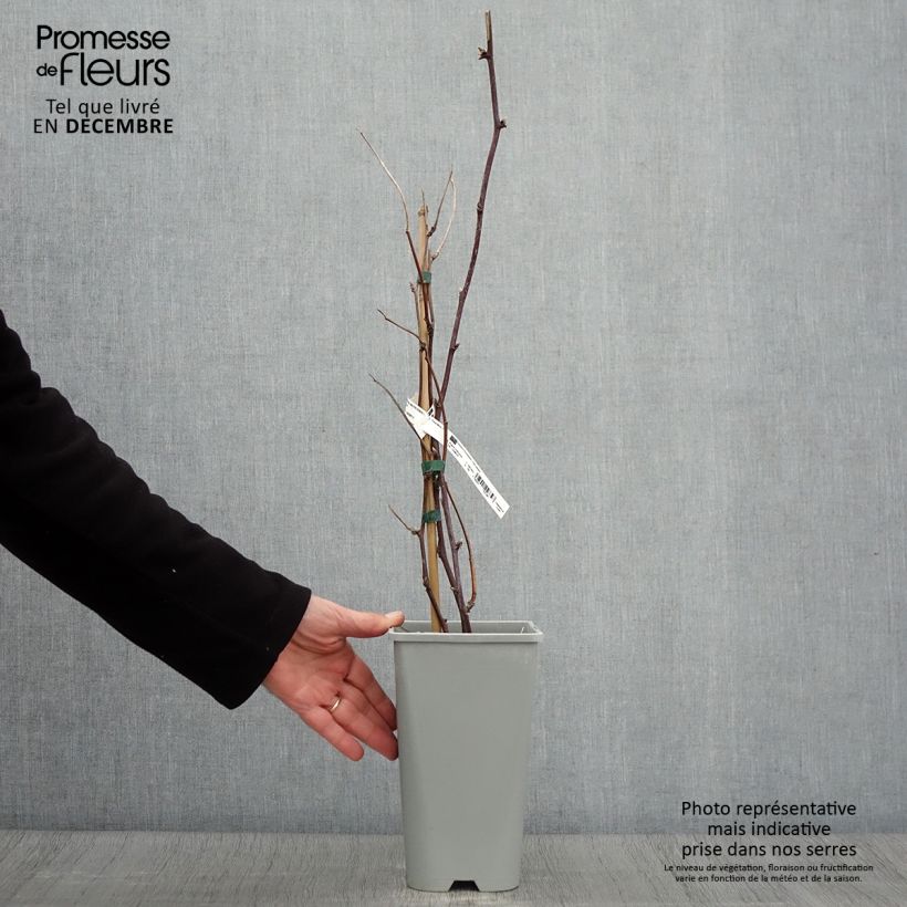 Exemplaar van Doornloze braam Oregon Thornless Pot van 2 l/3 l zoals geleverd in de herfst