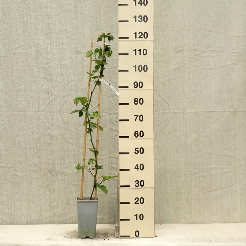 Exemplaar van Doornloze braam Oregon Thornless Pot van 2 l/3 l zoals geleverd in de lente