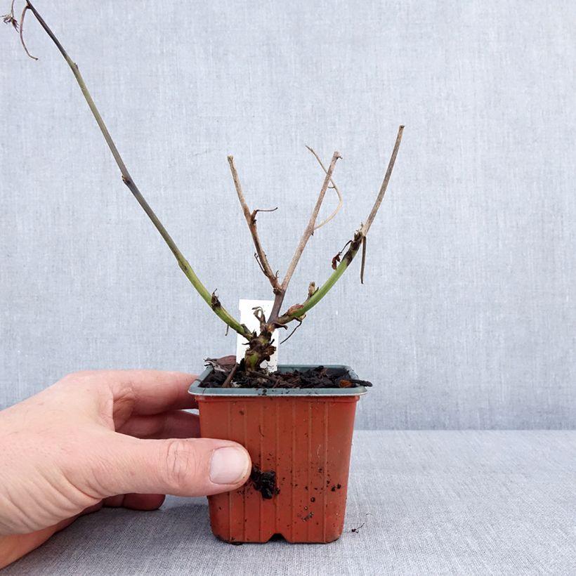 Exemplaar van Doornloze braam Thornless Evergreen Kweekpotje van 8/9 cm zoals geleverd in de winter