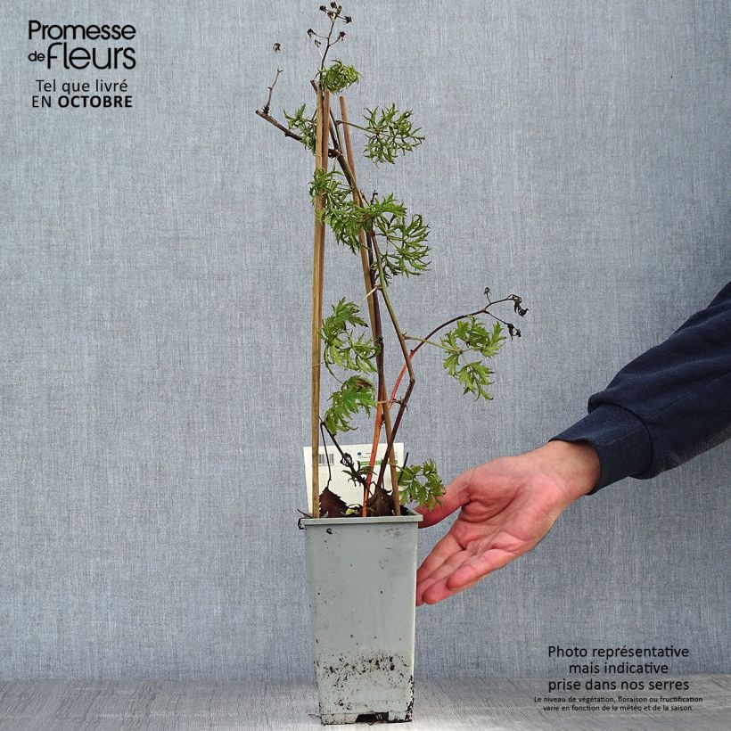 Exemplaar van Doornloze braam Thornless Evergreen Pot van 1,5 l/2 l, Pol zoals geleverd in de herfst