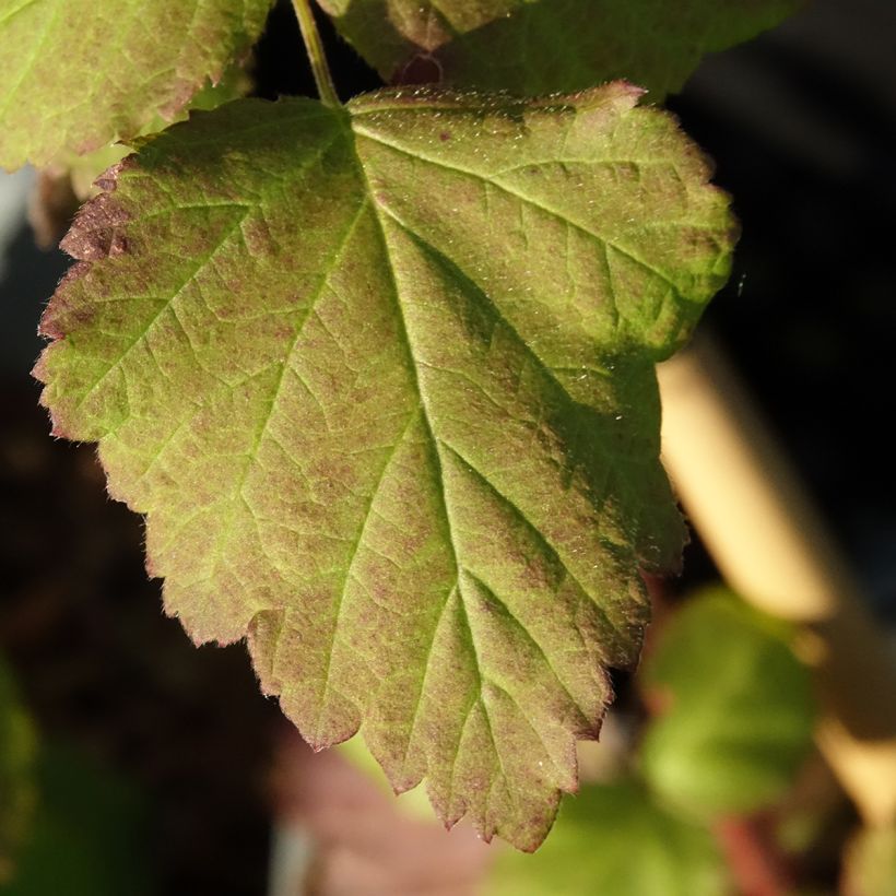 Taybes Bounty Berry (Blad)