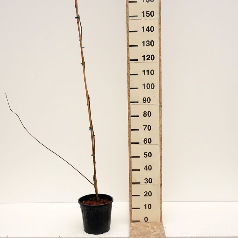 Example of Mûrier blanc King's White - Morus alba var. laevigata Pot van 4 l/5 l as you get in hiver