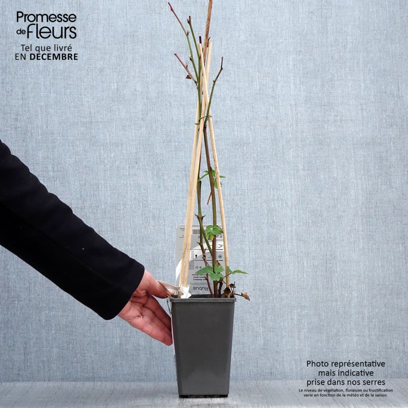 Exemplaar van Boysenbes Pot van 1,5 l/2 l zoals geleverd in de herfst