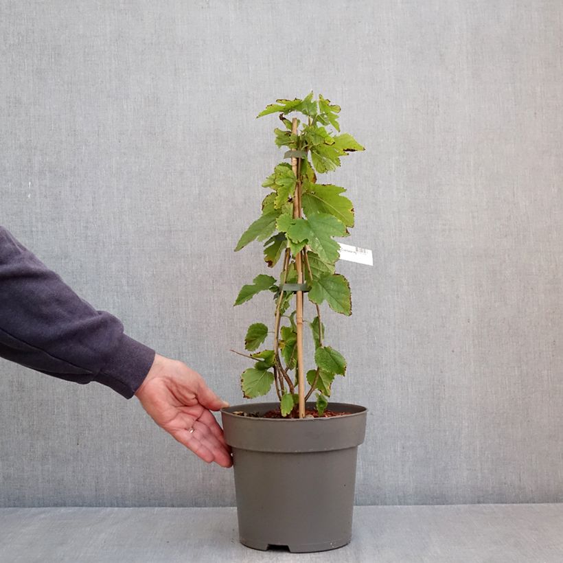 Exemplaar van Moerbei Illinois Everbearing - Morus Pot van 4 l/5 l zoals geleverd in de herfst