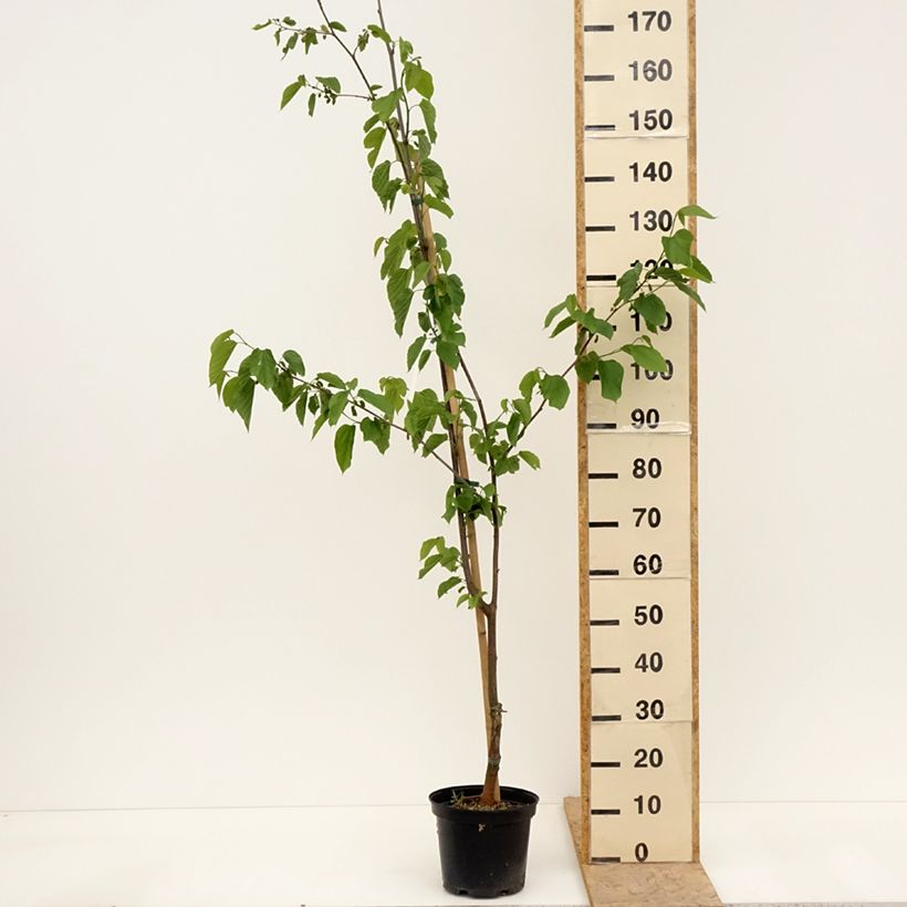 Exemplaar van Zwarte moerbei Wellington - Morus nigra Pot van 3 l/4 l, Half-hoge stam zoals geleverd in de lente