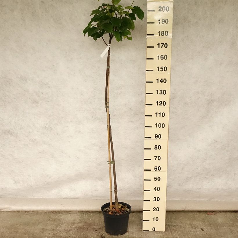 Exemplaar van Zwarte moerbei Wellington - Morus nigra Pot van 3 l/4 l, Half-hoge stam zoals geleverd in de zomer