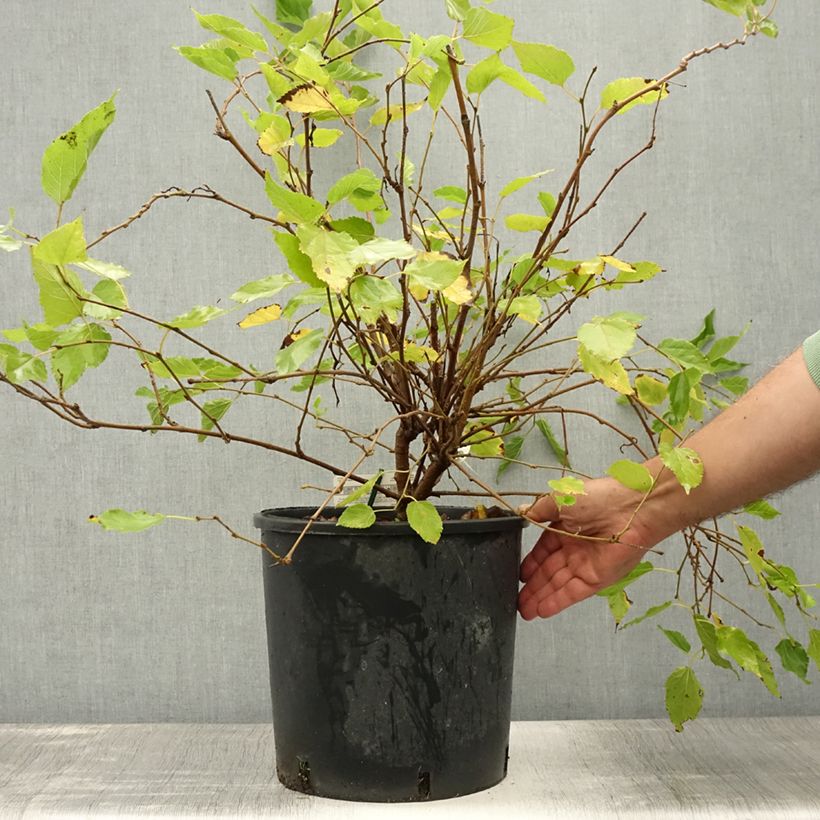 Exemplaar van Dwergmoerbei Mojo Berry - Morus rotundiloba Pot van 12 l/15 l, Pol zoals geleverd in de zomer