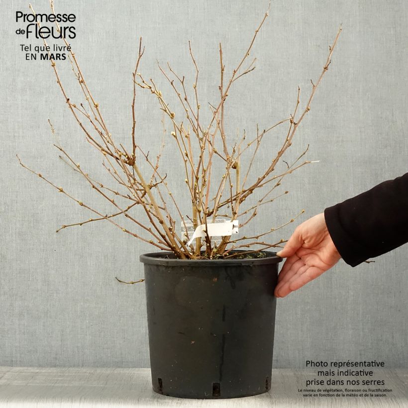 Exemplaar van Dwergmoerbei Mojo Berry - Morus rotundiloba Pot van 12 l/15 l, Pol zoals geleverd in de lente