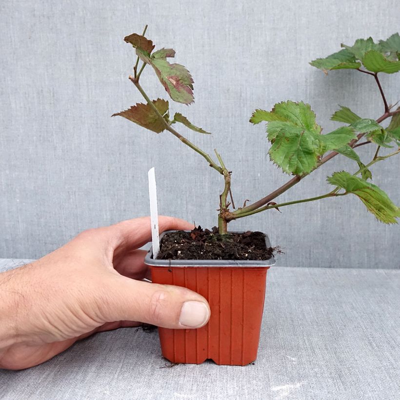 Exemplaar van Mûrier sans épines Triple Crown Godet de 8/9 cm zoals geleverd in de herfst