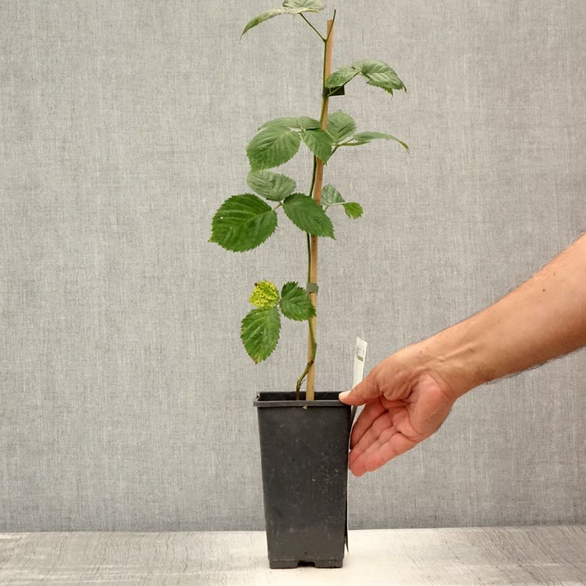 Exemplaar van Mûrier sans épines Triple Crown Pot de 1,5L/2L, Touffe zoals geleverd in de zomer