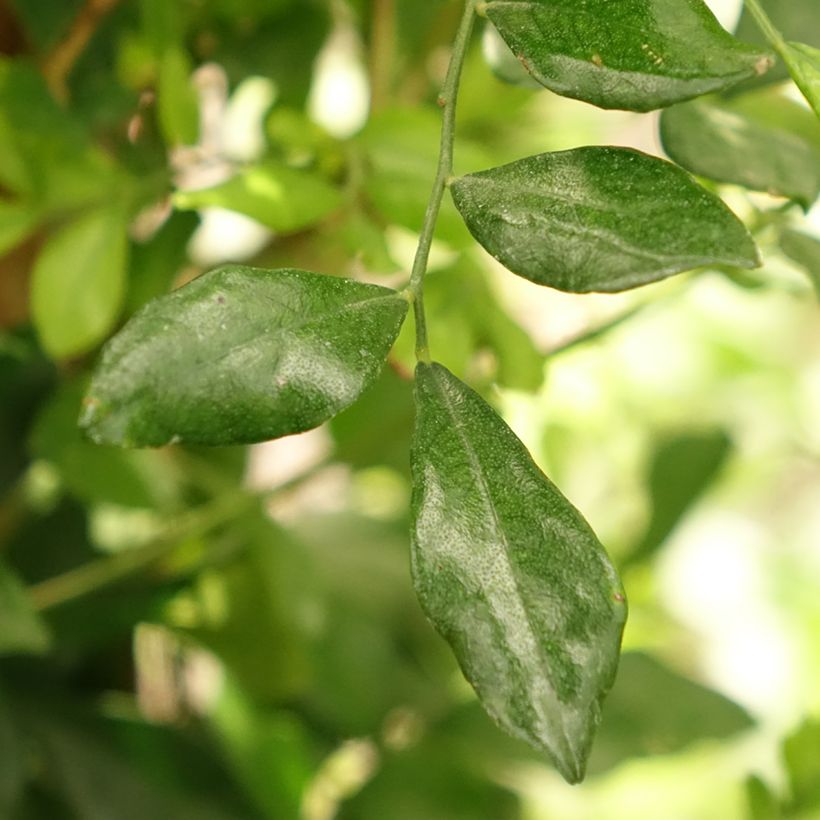 Murraya paniculata - Oranjejasmijn (Blad)