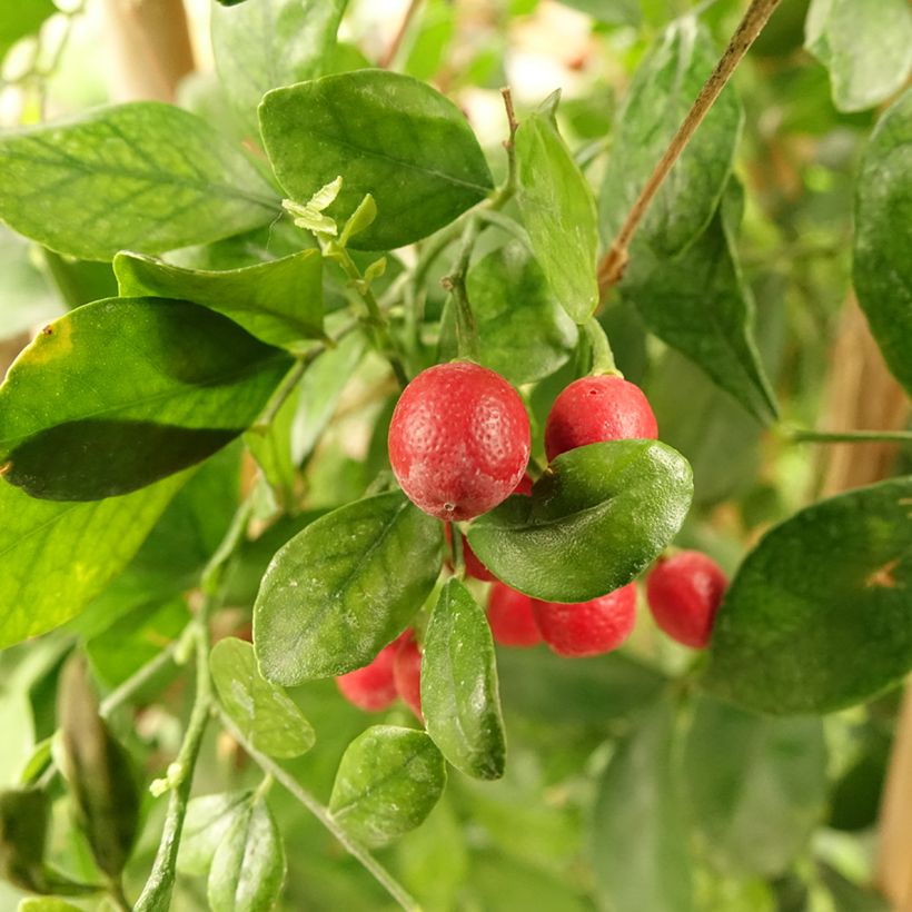 Murraya paniculata - Oranjejasmijn (Oogst)