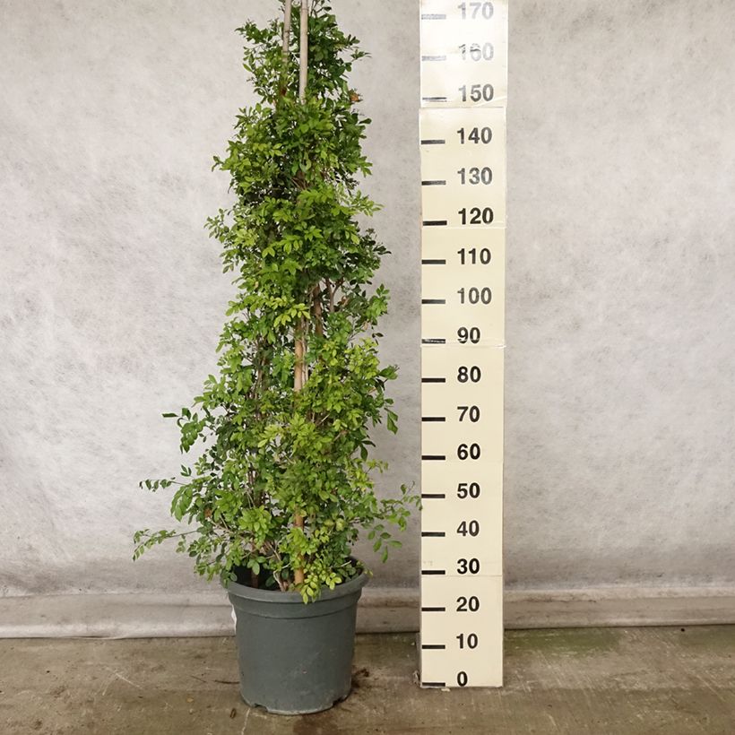 Exemplaar van Murraya paniculata - Oranjejasmijn Pot van 12 l/15 l zoals geleverd in de herfst