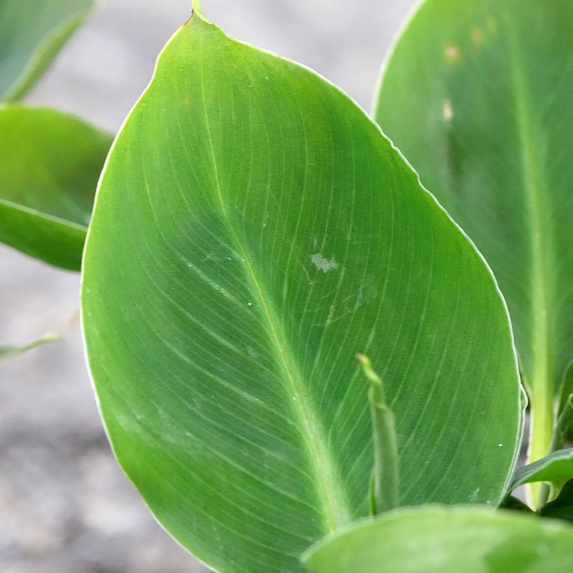 Musa acuminata - Bananenplant (Blad)