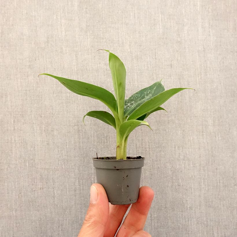Example of Musa acuminata - Bananenplant Mini-plante as you get in printemps