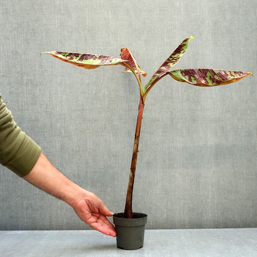 Exemplaar van Musa acuminata Zebrina - Bananier Pot de 12 cm / 13 cm zoals geleverd in de herfst