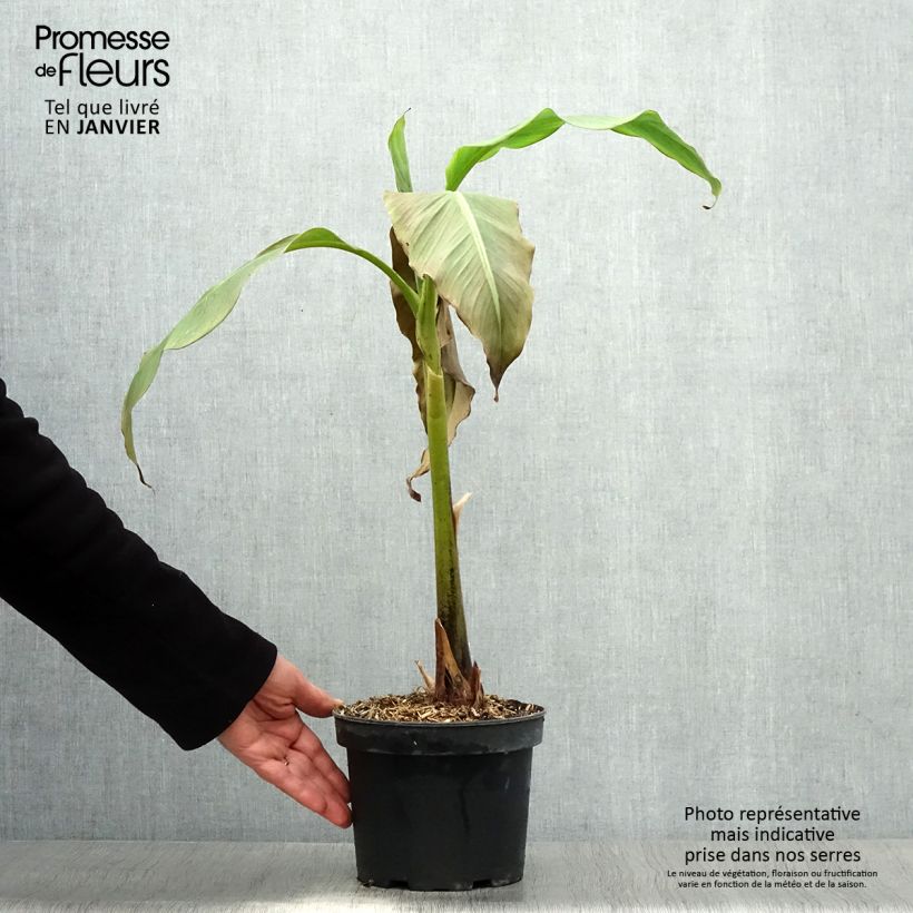 Example of Musa basjoo Sakhalin - Bananier du Japon Pot van 3 l/4 l as you get in hiver
