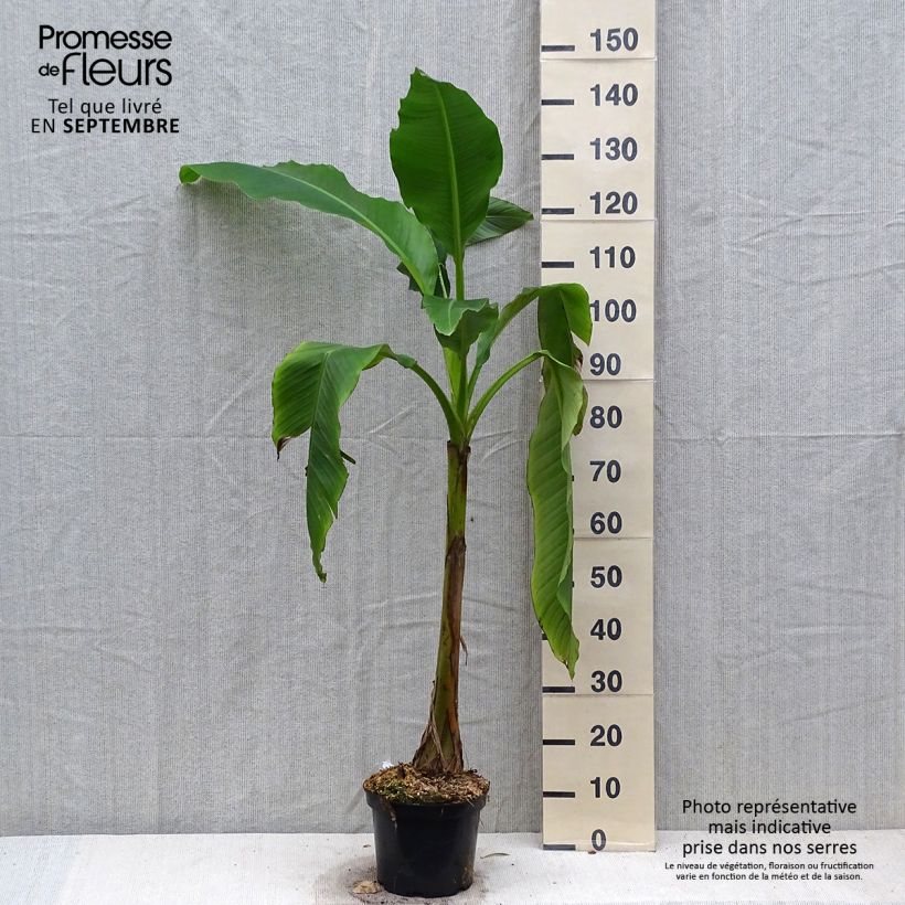 Exemplaar van Musa basjoo Sakhalin - Japanse vezelbanaan Pot van 4 l/5 l zoals geleverd in de herfst