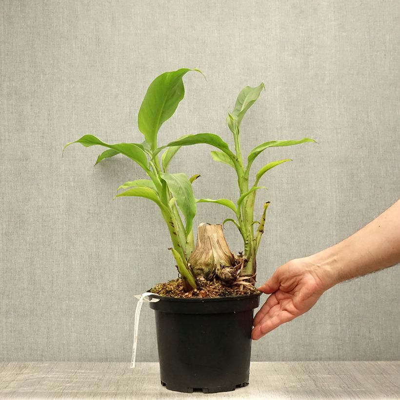 Exemplaar van Musa basjoo Sakhalin - Japanse vezelbanaan Pot van 4 l/5 l zoals geleverd in de zomer