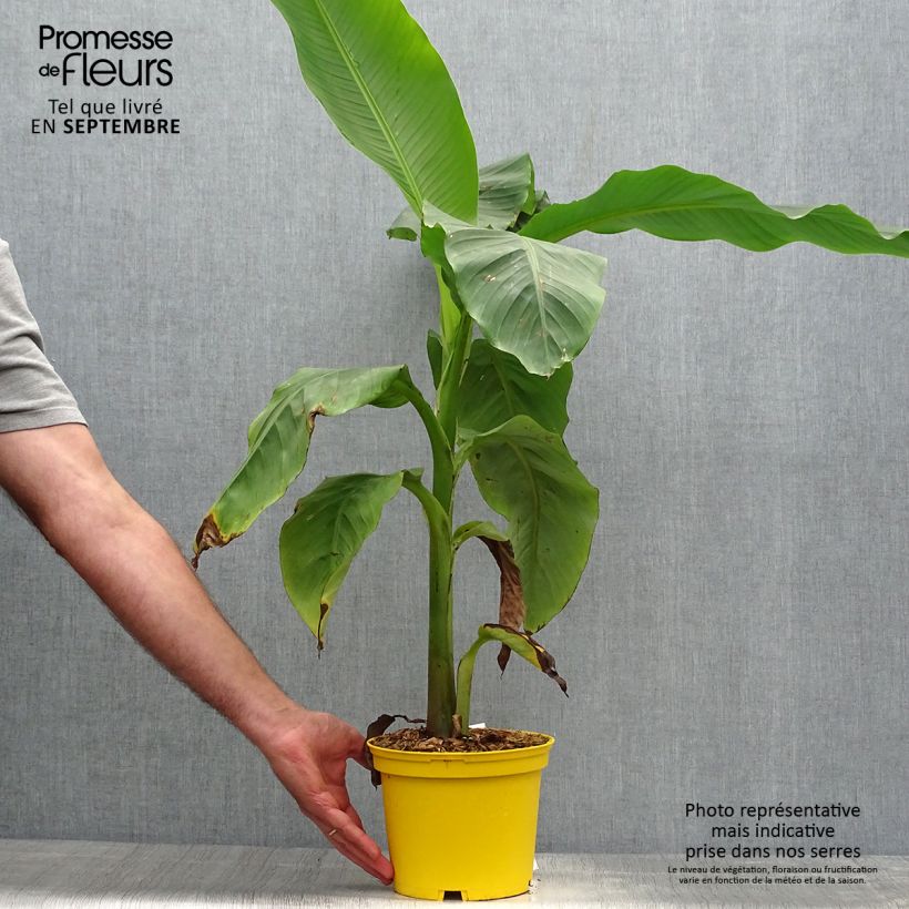 Exemplaar van Musa basjoo Tchetchenia - Japanse vezelbanaan Pot van 2 l/3 l zoals geleverd in de herfst