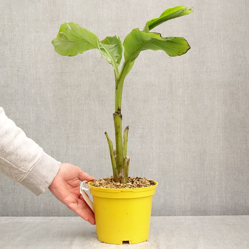 Exemplaar van Musa basjoo Tchetchenia - Japanse vezelbanaan Pot van 2 l/3 l zoals geleverd in de lente