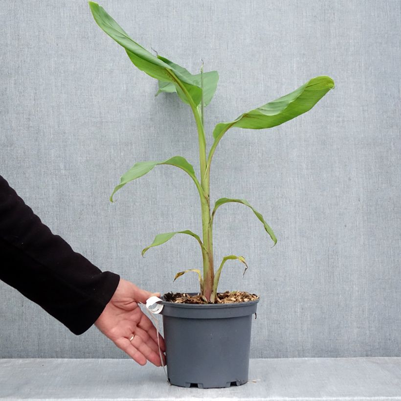 Exemplaar van Musa itinerans Mekong Giant - Bananier voyageur Pot de 2L/3L zoals geleverd in de herfst