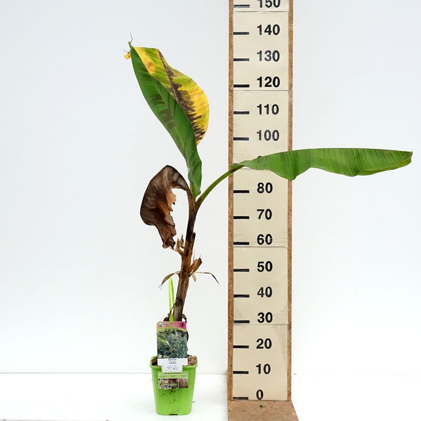 Exemplaar van Musa sikkimensis Ever Red - Darjeeling-banaan Pot van 4 l/5 l zoals geleverd in de herfst