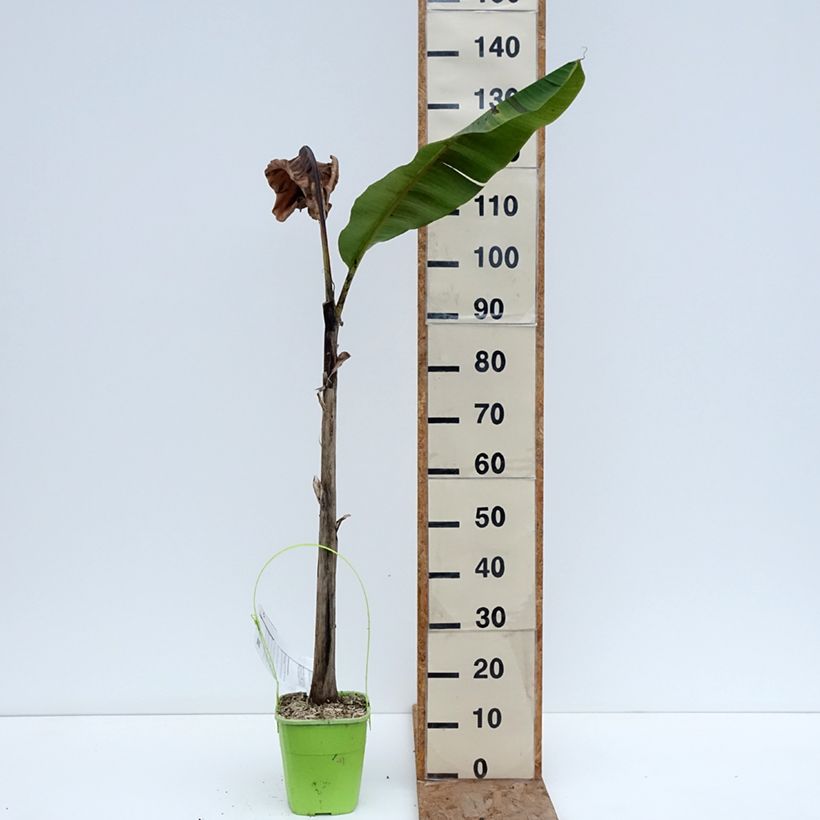 Example of Musa sikkimensis Ever Red - Bananier du Sikkim Pot van 4 l/5 l as you get in hiver