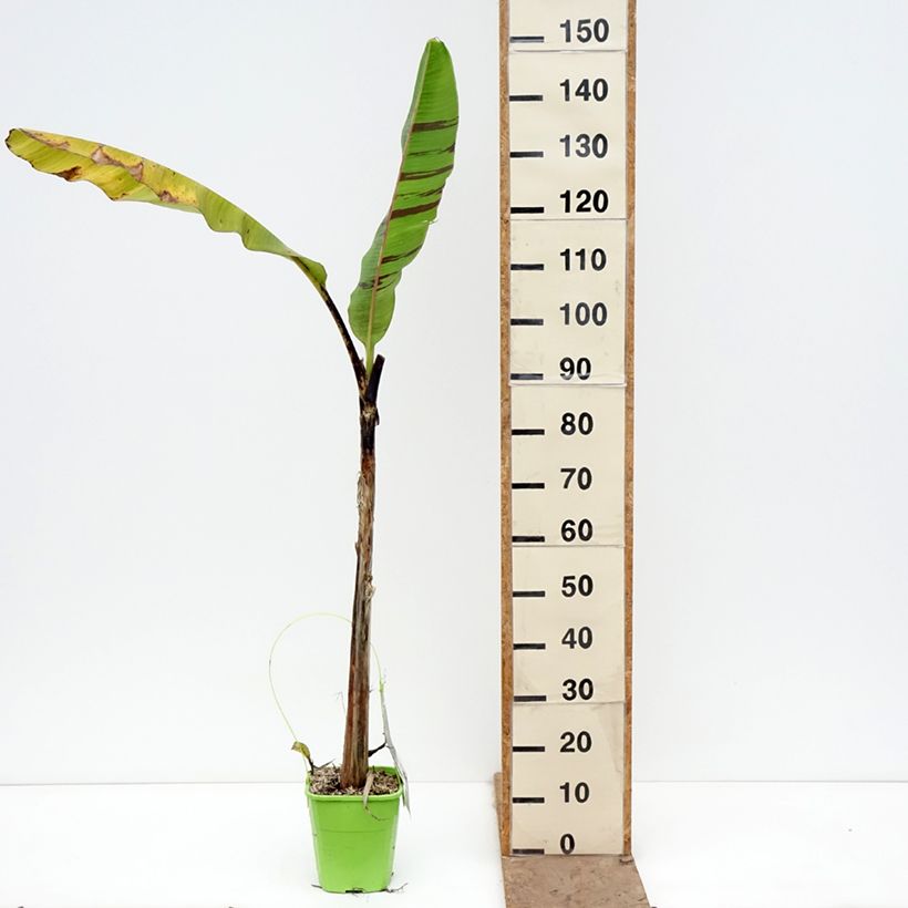 Exemplaar van Musa sikkimensis Ever Red - Darjeeling-banaan Pot van 4 l/5 l zoals geleverd in de lente
