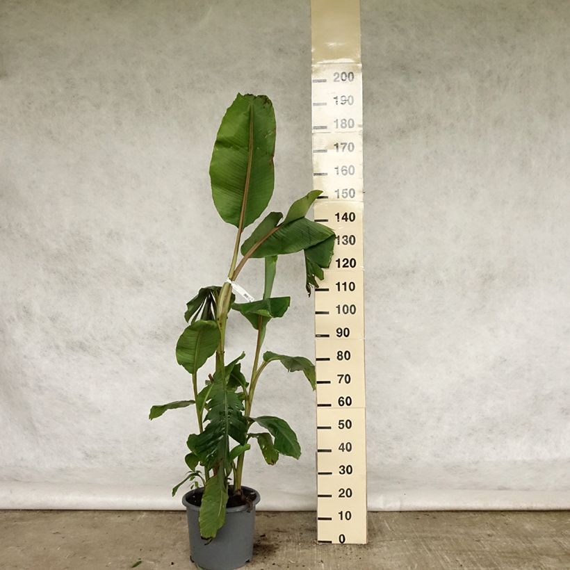 Exemplaar van Musa velutina - Roze dwergbanaan Pot van 12 l/15 l zoals geleverd in de lente