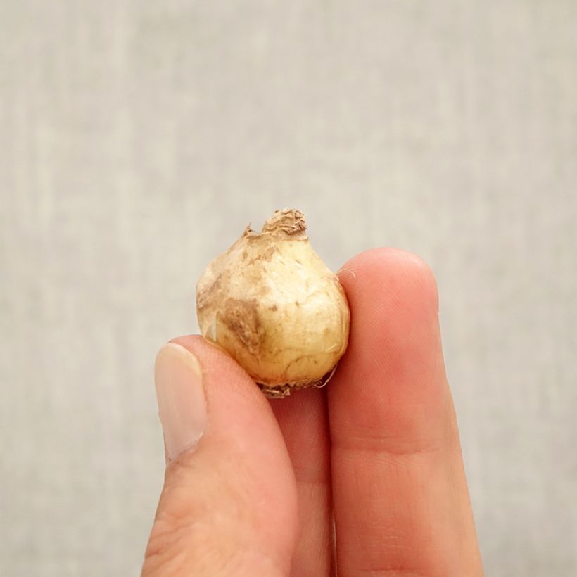 Exemplaar van Muscari armeniacum Alida - Blauwe druifjes Bol kaliber 7+ zoals geleverd in de herfst