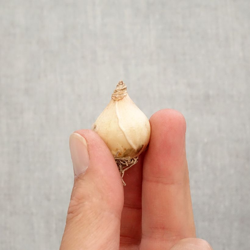 Exemplaar van Muscari armeniacum Big Smile - Blauwe druifjes Bol kaliber 8+ zoals geleverd in de herfst