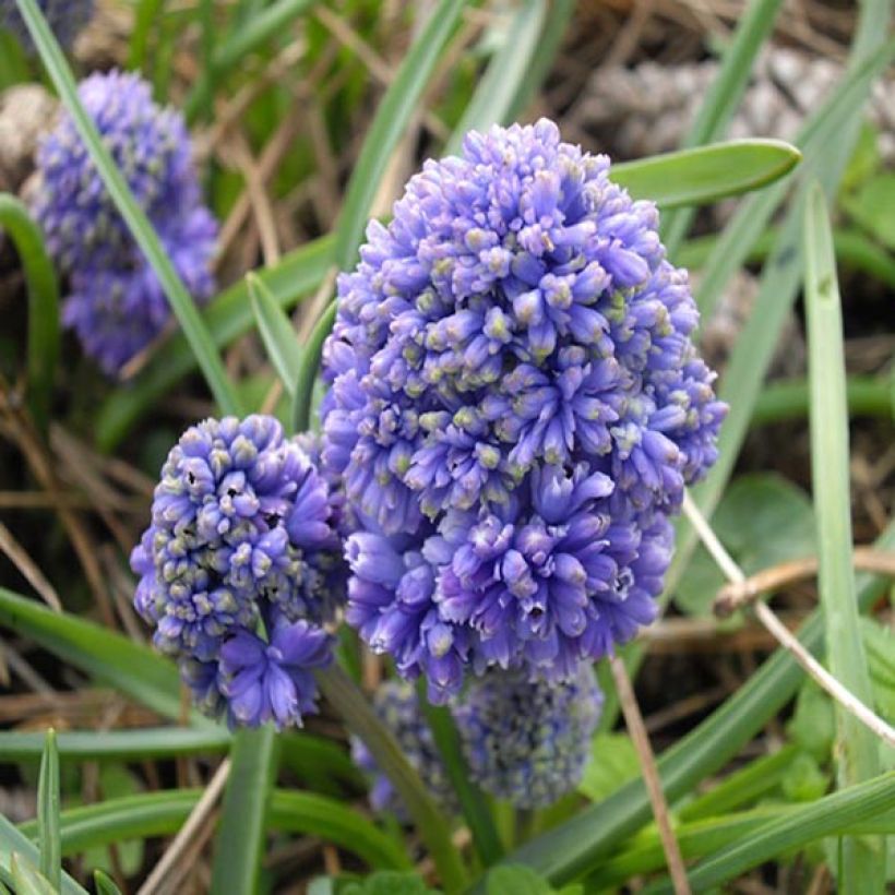 Muscari armeniacum Blue Spike - Blauwe druifjes (Bloei)
