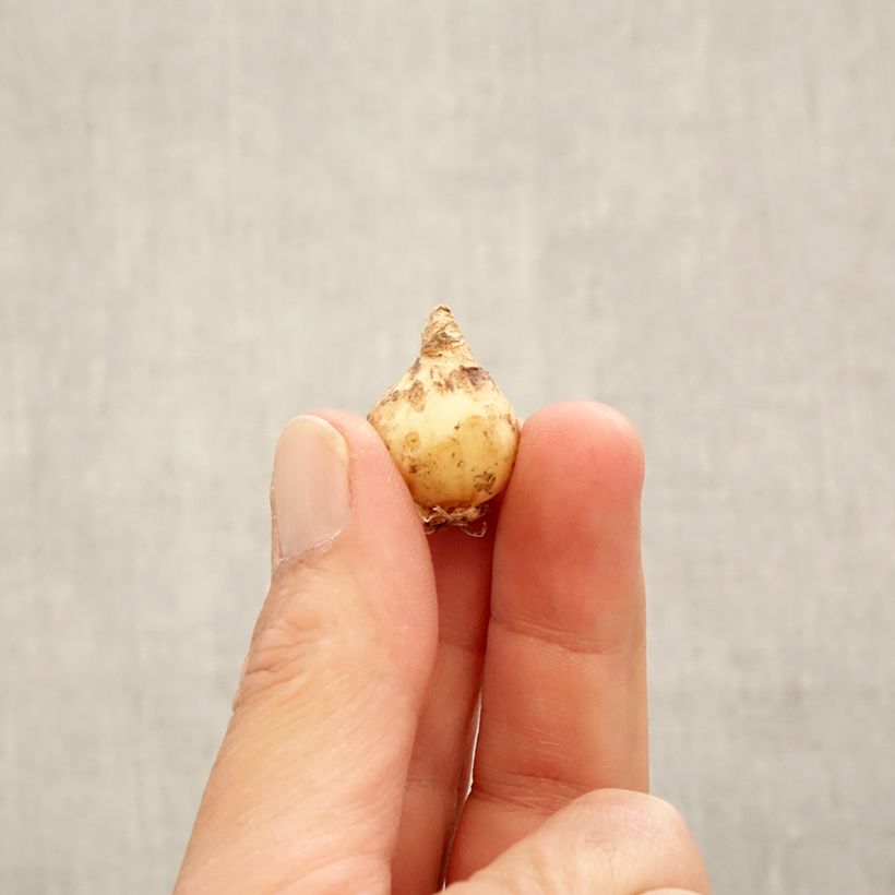 Exemplaar van Muscari armeniacum - Blauwe druifjes Bol kaliber 6+ zoals geleverd in de herfst