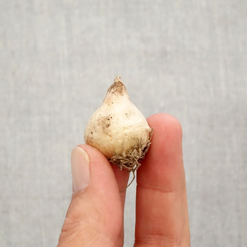 Exemplaar van Muscari armeniacum Christmas Pearl - Blauwe druifjes Bol kaliber 8+ zoals geleverd in de herfst