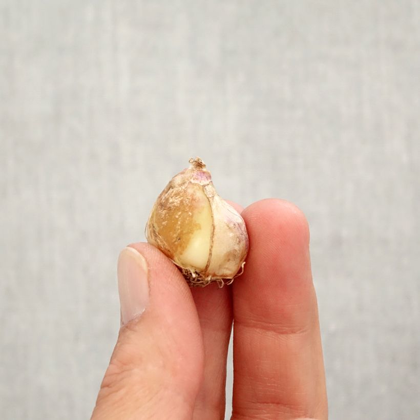 Exemplaar van Muscari armeniacum Double Beauty - Blauwe druifjes Bol kaliber 7+ zoals geleverd in de herfst