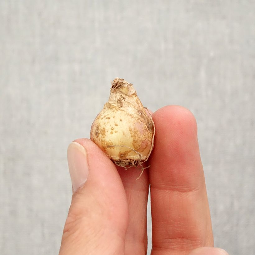 Exemplaar van Muscari armeniacum Esther - Blauwe druifjes Bol kaliber 7+ zoals geleverd in de herfst