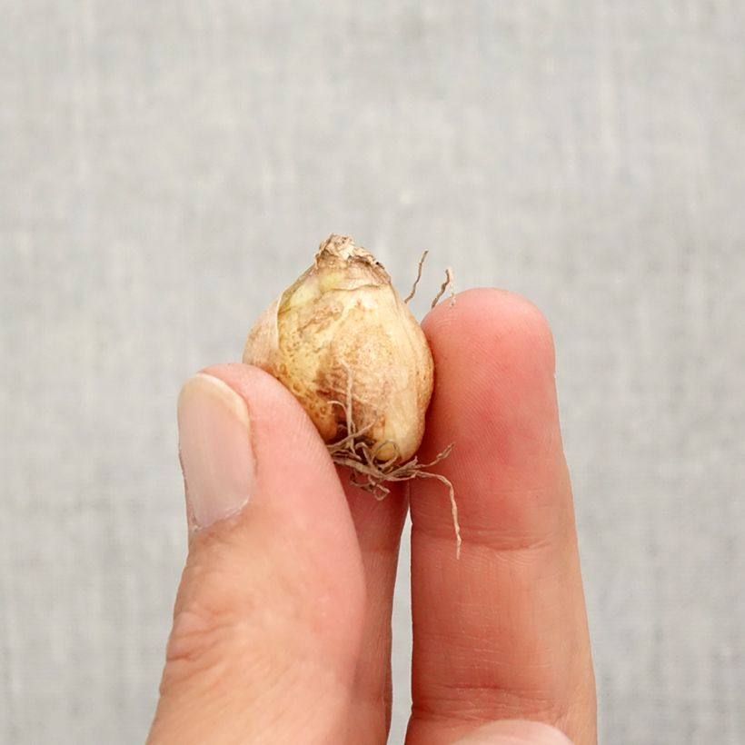 Exemplaar van Muscari armeniacum Valerie Finnis - Blauwe druifjes Bol kaliber 7+ zoals geleverd in de herfst