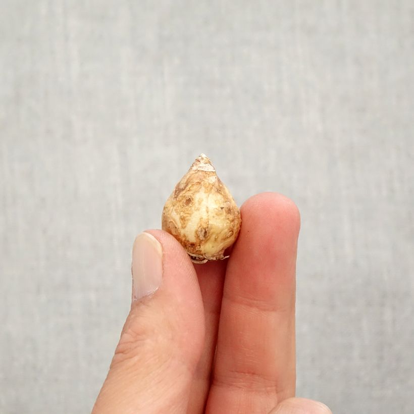 Exemplaar van Muscari aucheri Blue Magic - Blauwe druifjes Bol kaliber 7+ zoals geleverd in de herfst