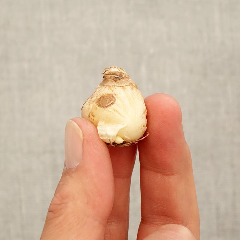 Example of Muscari aucheri White Magic Bol size 7+ as you get in automne