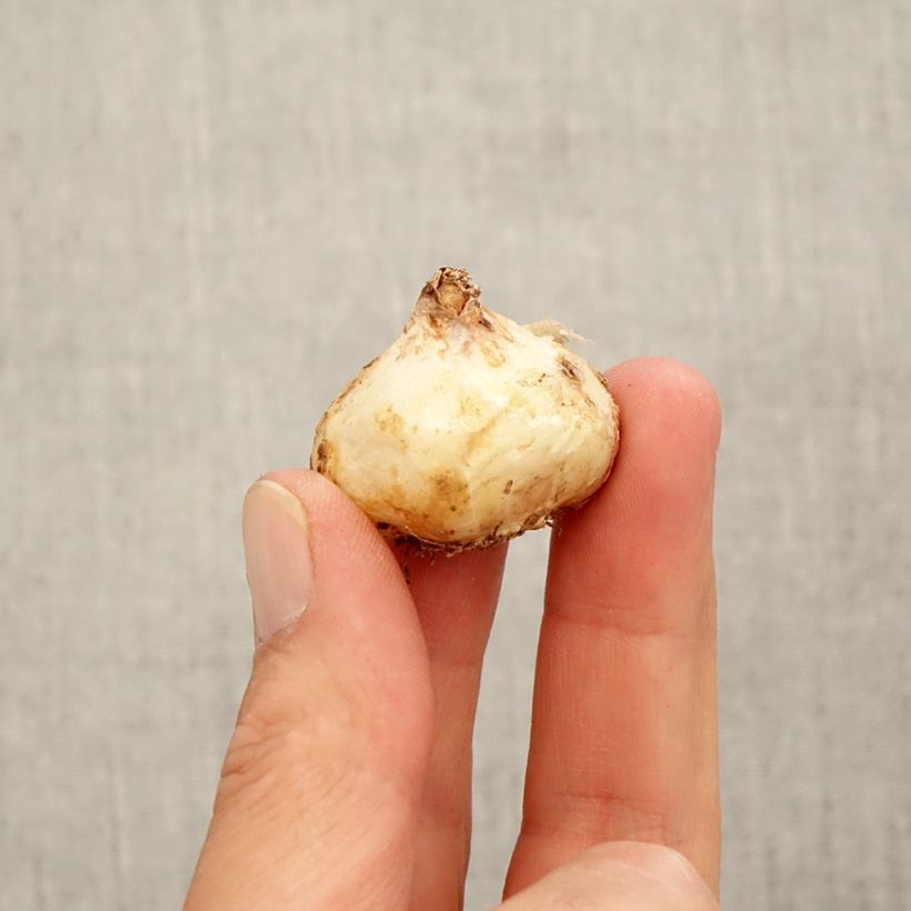 Example of Muscari aucheri White Magic Bol size 9+ as you get in automne