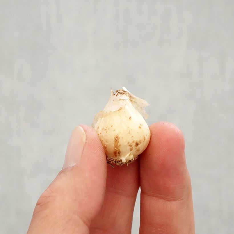 Exemplaar van Muscari Baby's Breath - Wilde druifhyacint Bol kaliber 7+ zoals geleverd in de herfst