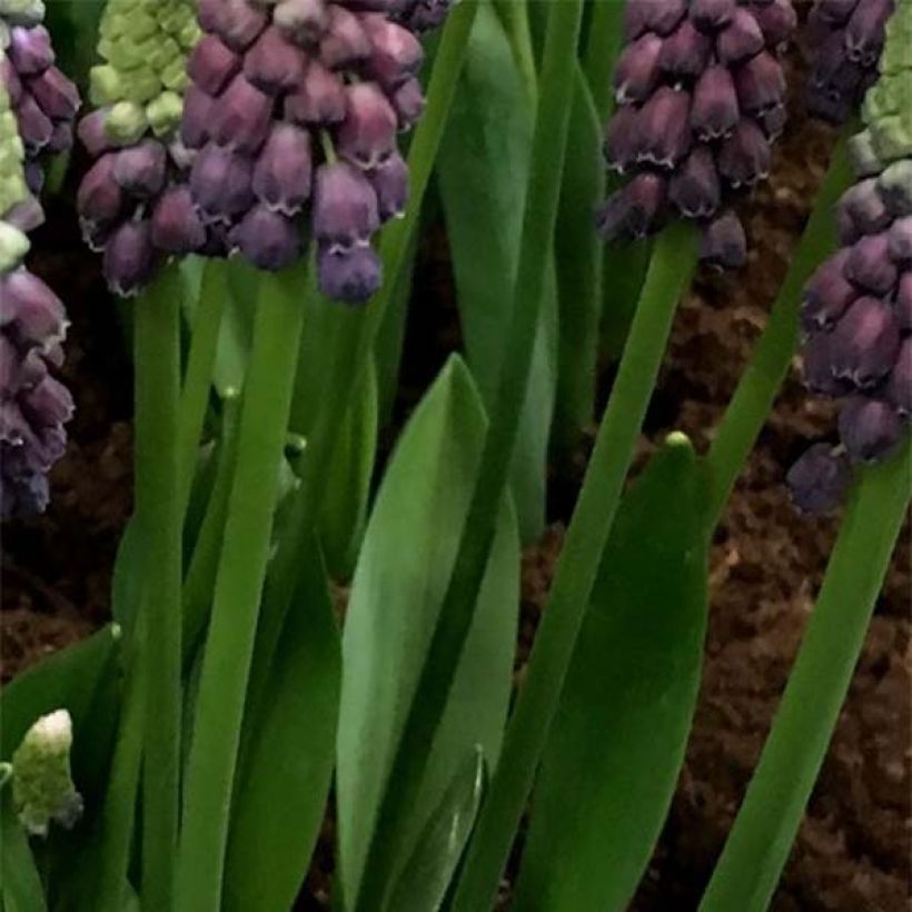 Muscari Grape Ice - Blauwe druifjes (Blad)