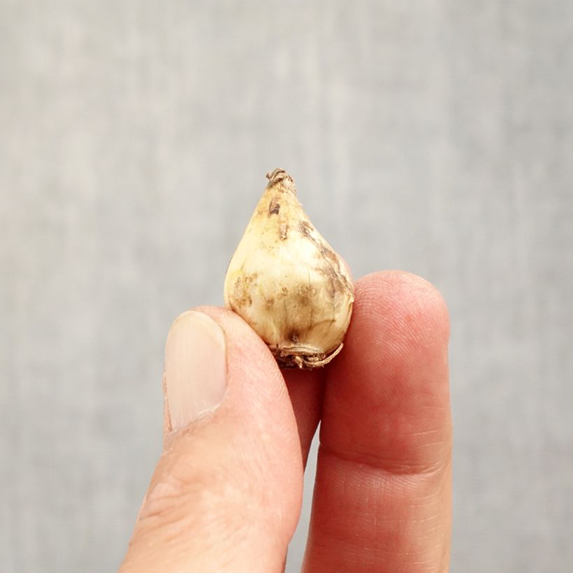 Exemplaar van Muscari Grape Ice - Blauwe druifjes Bol kaliber 5+ zoals geleverd in de herfst