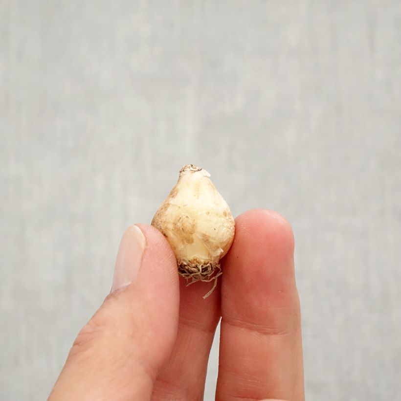 Exemplaar van Muscari Joyce Spirit - Blauwe druifjes Bol kaliber 7+ zoals geleverd in de herfst